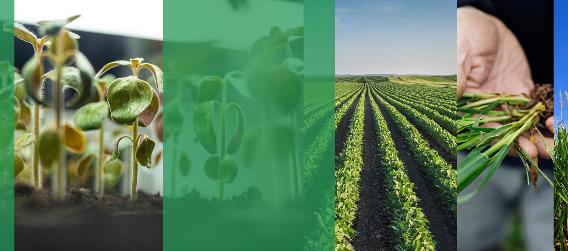 Olmix - Soluções inovadoras de origem biológica para um agronegócio ...